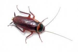 Milyen csótány a Periplaneta australasia?