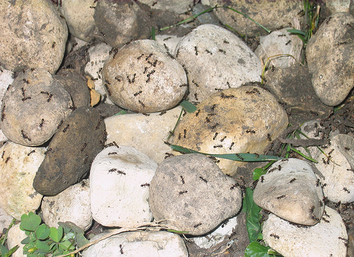 Krizantém: ha ezekre figyelsz, tele lesz virággal