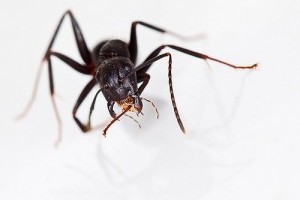 Miért védekezzünk a lóhangyák ellen? 1. rész