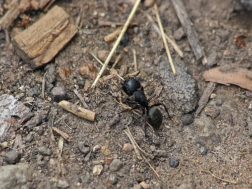 Krizantém: ha ezekre figyelsz, tele lesz virággal