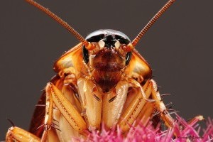 Az amerikai csótány (Periplaneta americana) káros hatása