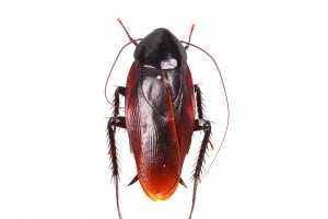 Milyen csótány a Periplaneta fuliginosa?