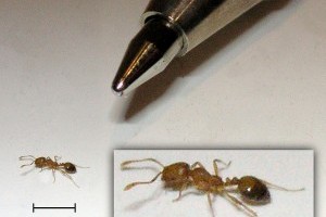 Hogyan szabadulhatunk meg a fáraóhangyáktól? - 1. rész