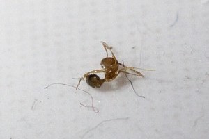 Hogyan szabadulhatunk meg a fáraóhangyáktól? - 2. rész