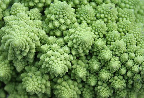 Krizantém: ha ezekre figyelsz, tele lesz virággal