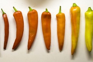 Hogyan termesszünk különleges zöldségeket?