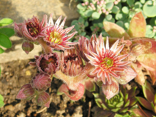 Krizantém: ha ezekre figyelsz, tele lesz virággal