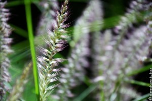 Szárazságtűrő díszfüvek - pompássá varázsolják a kerted!