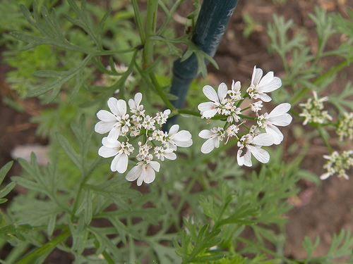 Hogyan termesszünk koriandermagot?