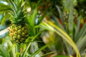 Így nevelj friss ananászból növényt!