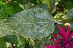 Krizantém: ha ezekre figyelsz, tele lesz virággal