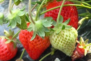 Hogyan termesszünk bio földiepret? - 2. rész