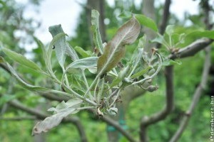 Hogyan védekezzünk a lisztharmat ellen? Mutatjuk, hogyan érdemes!