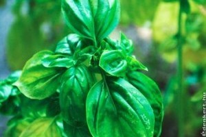 A bazsalikom gyulladásgátló hatása