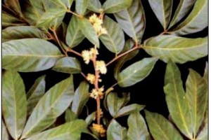 A catuaba - Tényleg afrodiziákum?