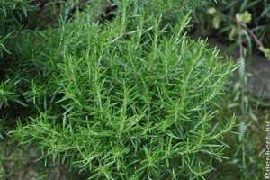 Rozmaring és csalán: így készíts belőlük hajnövesztő sampont házilag