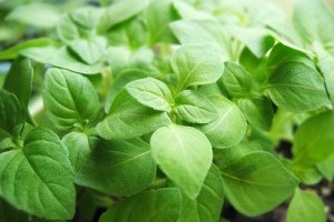 Tulsi - A gyógyfüvek királynője - 1. rész