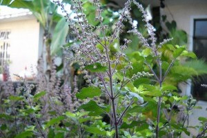 Tulsi - A gyógyfüvek királynője - 2. rész