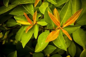 A fotoszintézis folyamata