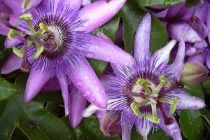 Golgotavirág (Passiflora incarnata L.) - A természetes nyugtató