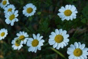 A kamilla (orvosi székfű) gyulladásgátló hatása