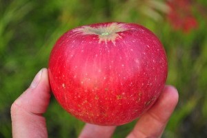 Amit a törpe gyümölcsfákról tudni kell! - 1. rész