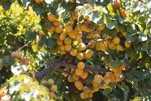 Amit a törpe gyümölcsfákról tudni kell! - 2. rész