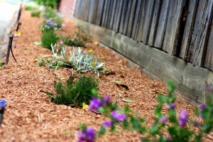 Hogyan díszít a talajtakarás?