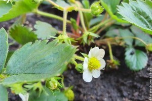 Így termesszünk epret balkonládában az erkélyen, teraszon! Ezekre kell figyelni!