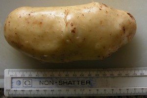 Hogyan termesszünk óriás zöldségeket?