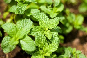 A brazil menta tea természetes fájdalomcsillapító