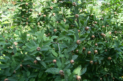 Krizantém: ha ezekre figyelsz, tele lesz virággal