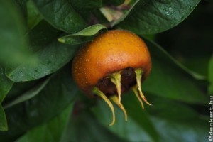 Naspolya, berkenye és som