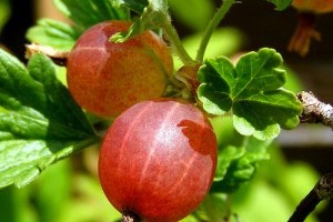 Mit kell tudni a köszméte termesztéséről? - 2. rész