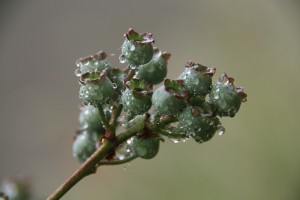 Amit a fürtös áfonya termesztéséről tudni kell - 1. rész