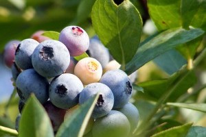 Amit a fürtös áfonya termesztéséről tudni kell - 2. rész