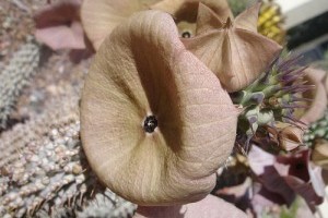 Miért olyan nagy a hoodia körüli felhajtás? - 2. rész