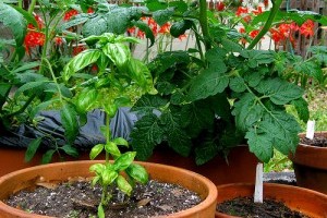 Rovarriasztó növények a kertünkben