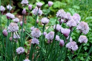 Természetes rovarirtó módszerek - 1. rész