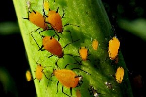 Természetes rovarirtó módszerek - 2. rész