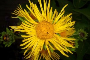 Elfelejtett gyógynövények 1. rész