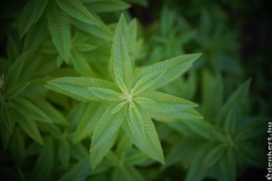 Ezt a fűszert vesd be szúnyogok ellen