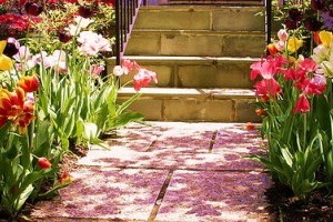 Milyen virágokat ültessünk a térkövek közé?