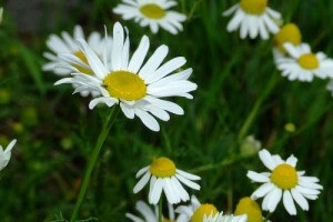 Gyógynövényekkel az álmatlanság és a nyugtalanság ellen?