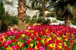 Hogyan használjuk a gyógynövényeket hatékonyan és biztonságosan? - 1. rész