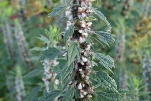 Hogyan használjuk a gyógynövényeket hatékonyan és biztonságosan? - 2. rész