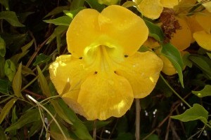 Rákmegelőzés vitaminokkal? - 2. rész