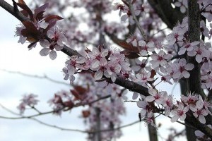 Mit kell tudni a szilvafákról? - 1. rész