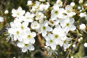 Mit kell tudni a szilvafákról? - 2. rész