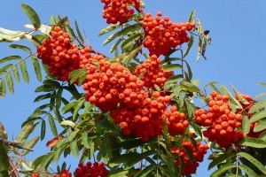 Ismerjük meg a madárberkenyét! - 1. rész